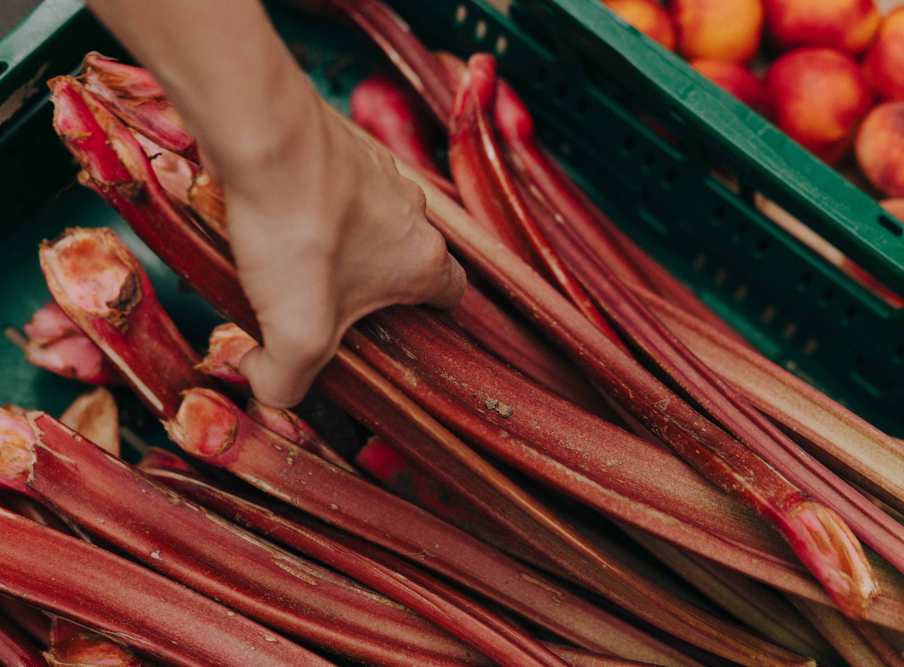 frischer Rhabarber in Gemüsekiste